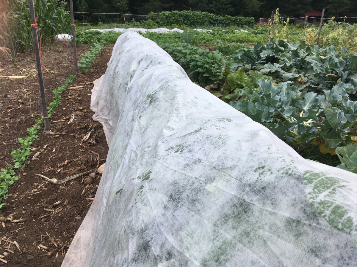 Using Row Covers in the Garden Extension